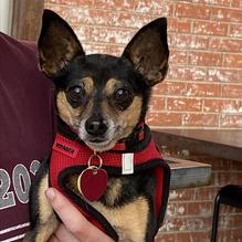 Stella Public House restaurant view 2