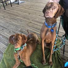 Cobbleheads restaurant view 1