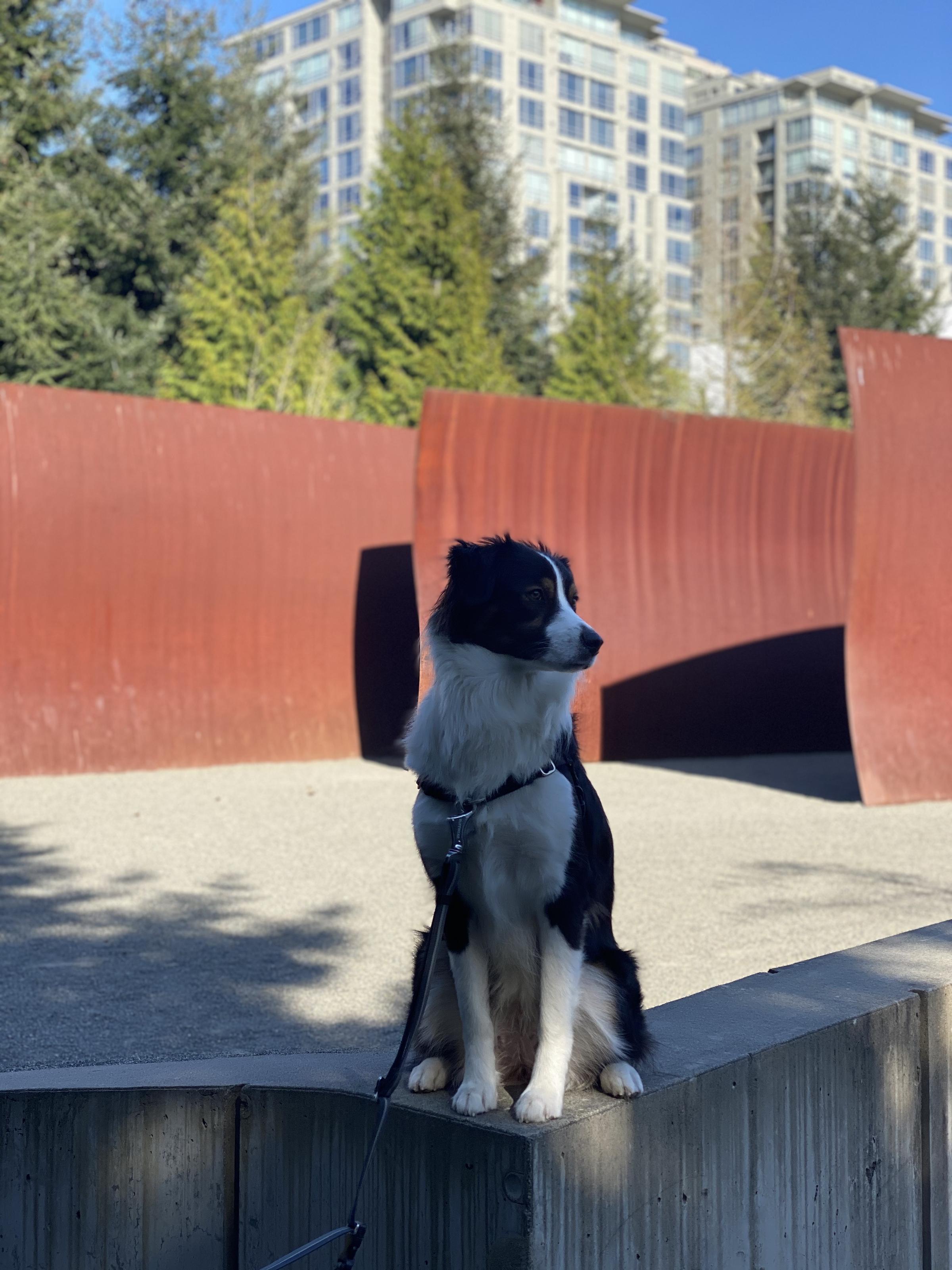 Pet Friendly Olympic Sculpture Park