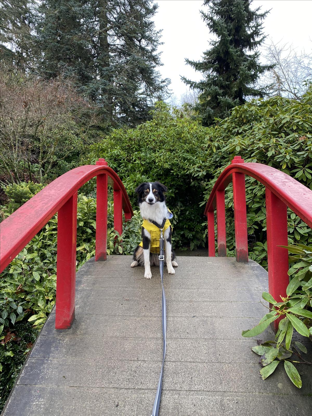 are dogs allowed in kubota gardens