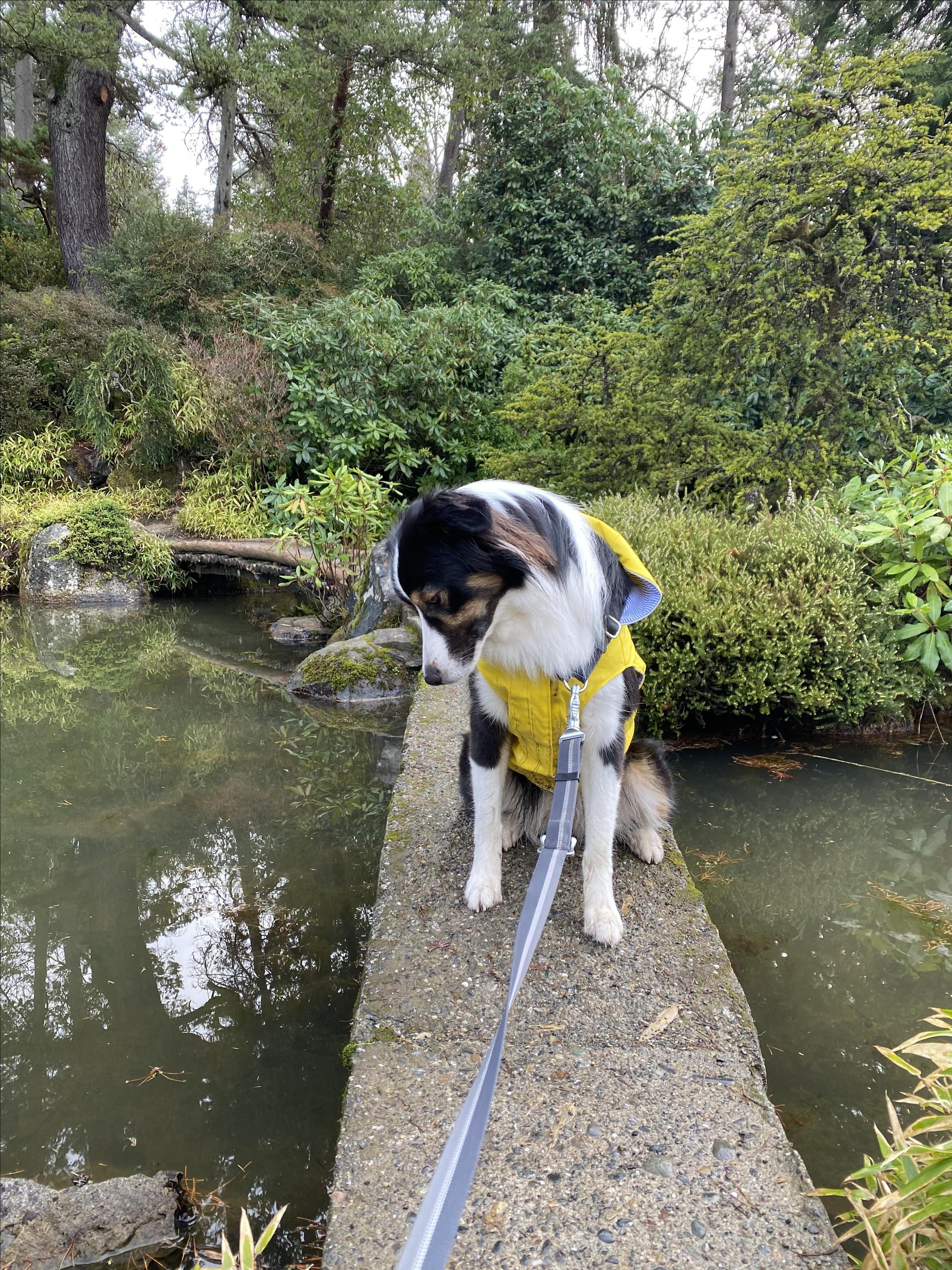 are dogs allowed in kubota gardens