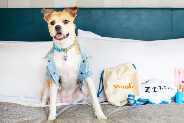 New Pet-Friendly Hotels: January 2021 New Pet-Friendly Hotels: January 2021
