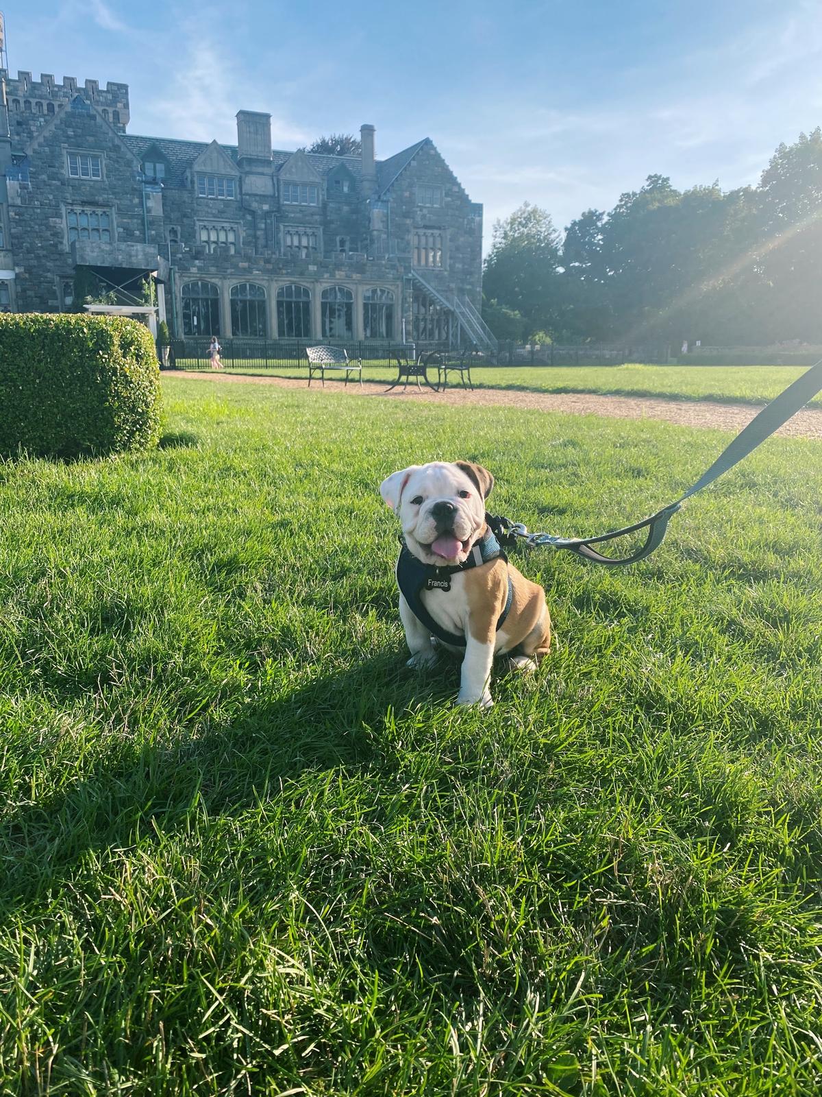 Dog friendly hikes long island store