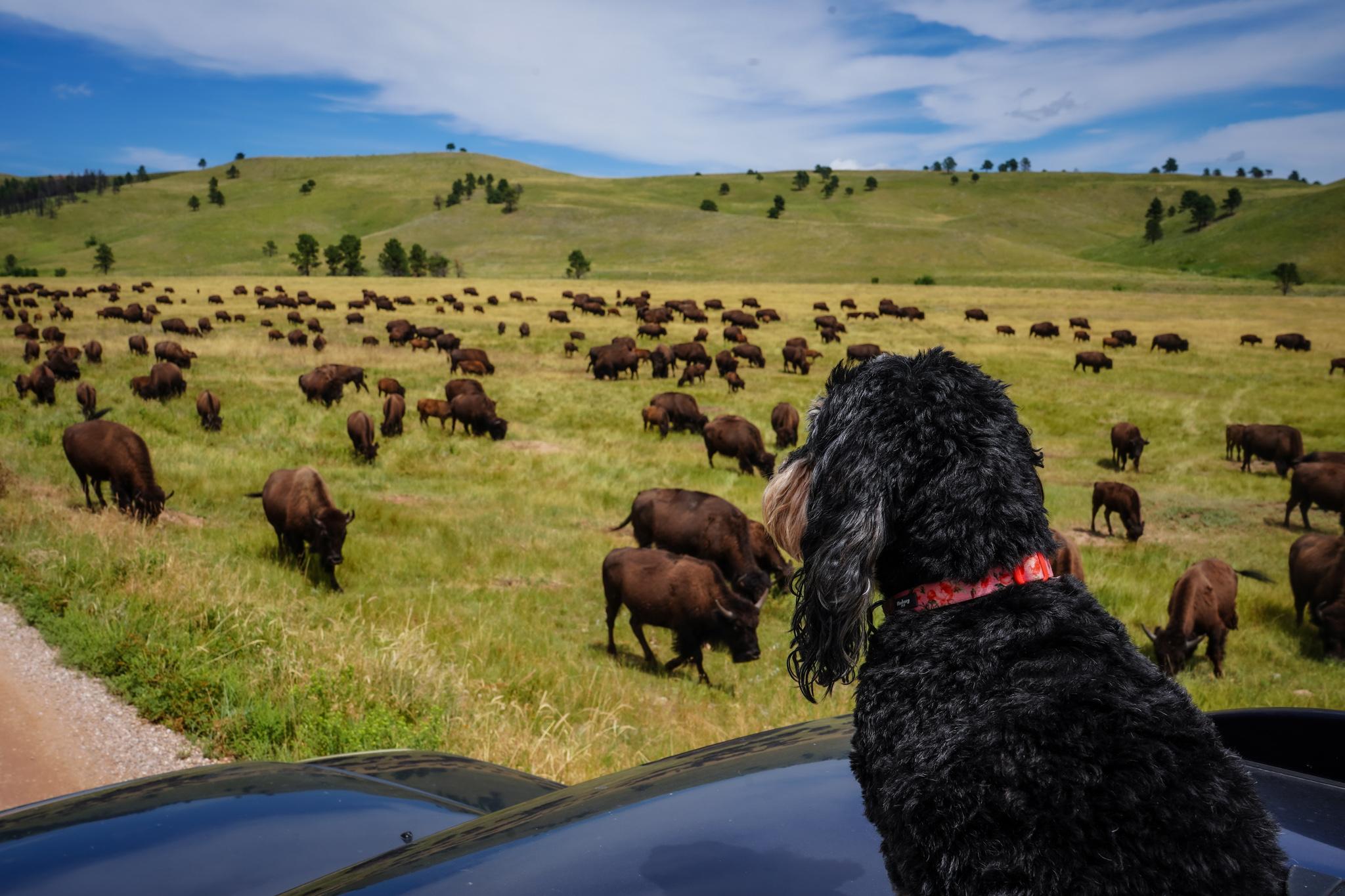 Pet Friendly Custer State Park