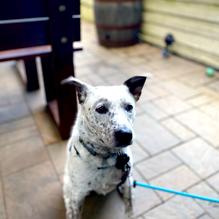 Dogfish Head Brewings & Eats restaurant view 8