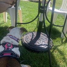 Slopeside Grill restaurant view 4