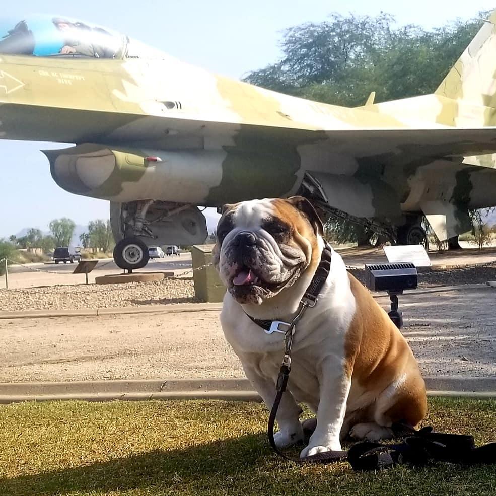 Pet Friendly Palm Springs Air Museum