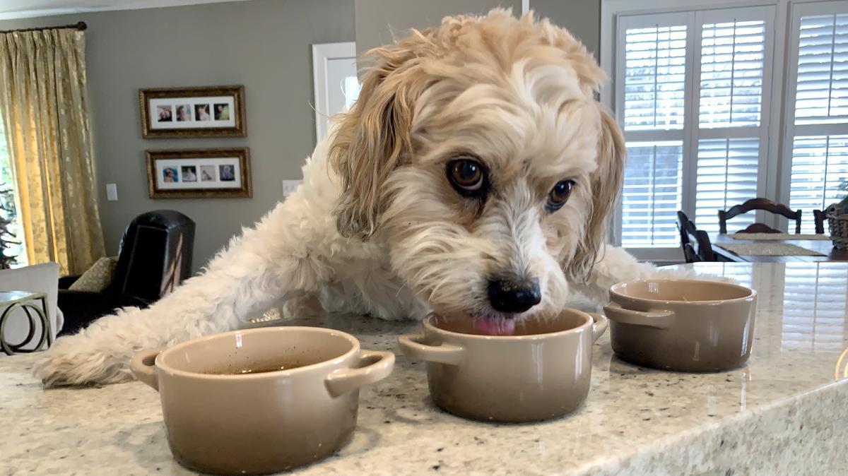 DIY Dog Food Recipes