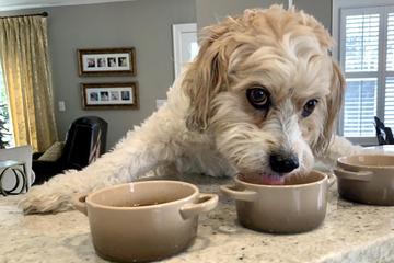 Warm Up With These Winter Dog Recipes DIY Dog Food Recipes