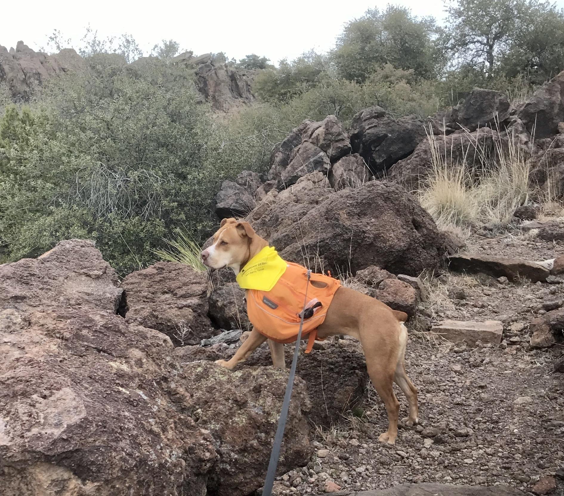 Pet Friendly Chihuahuan Desert Research Institute
