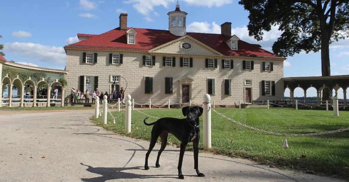 Celebrate Our "Fur-Fathers" at these Pet-Friendly Presidential Estates