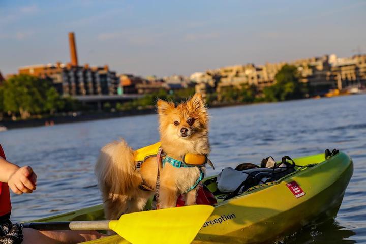 Small dog on kayak in the Potomac River in Washington DC.