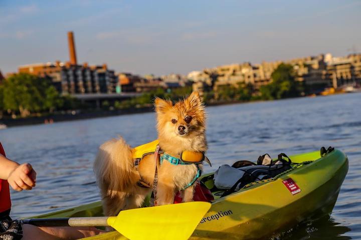 BringFido’s Ruff Guide to Washington DC BringFido’s Ruff Guide to Washington DC
