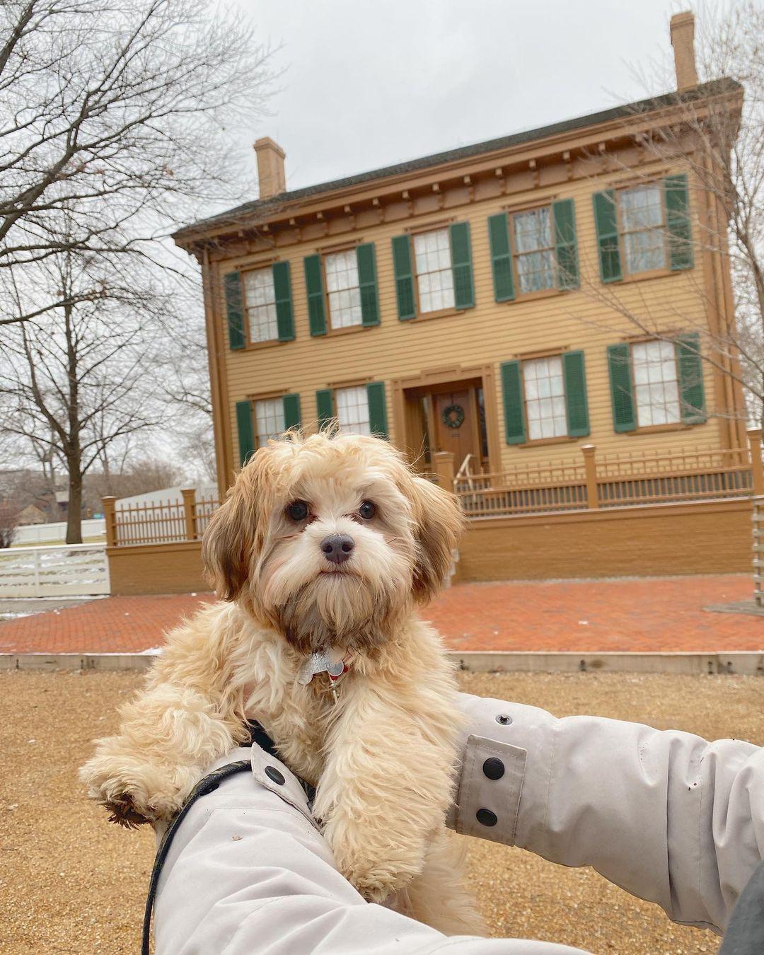 On the Steps of the Lincoln Home ⋆ BringFido