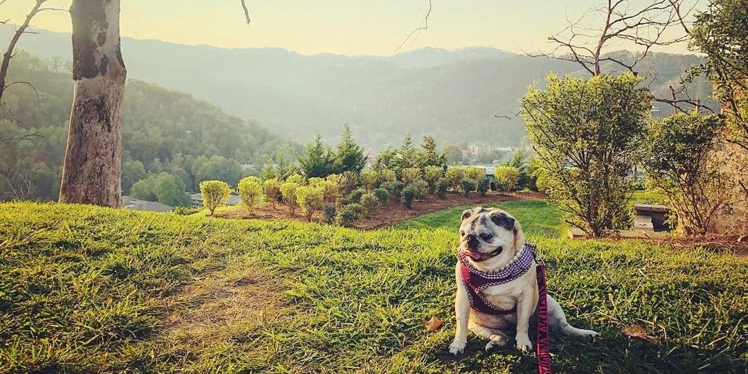 Dog Friendly Activities in Sevierville, TN - BringFido