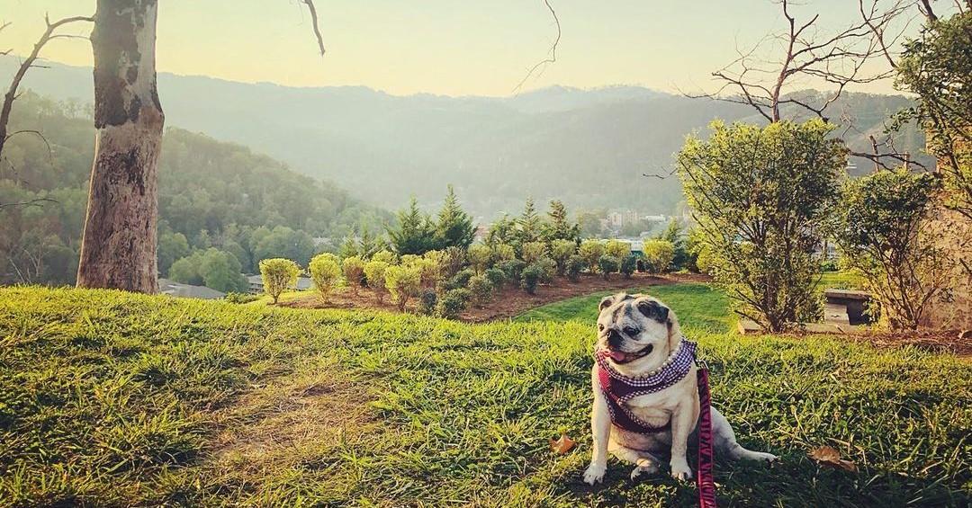 BringFido's Guide to the Great Smoky Mountains