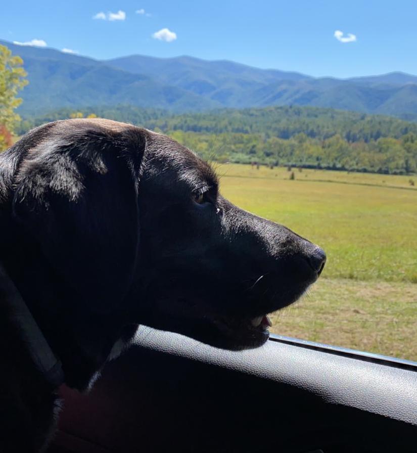 is cades cove dog friendly