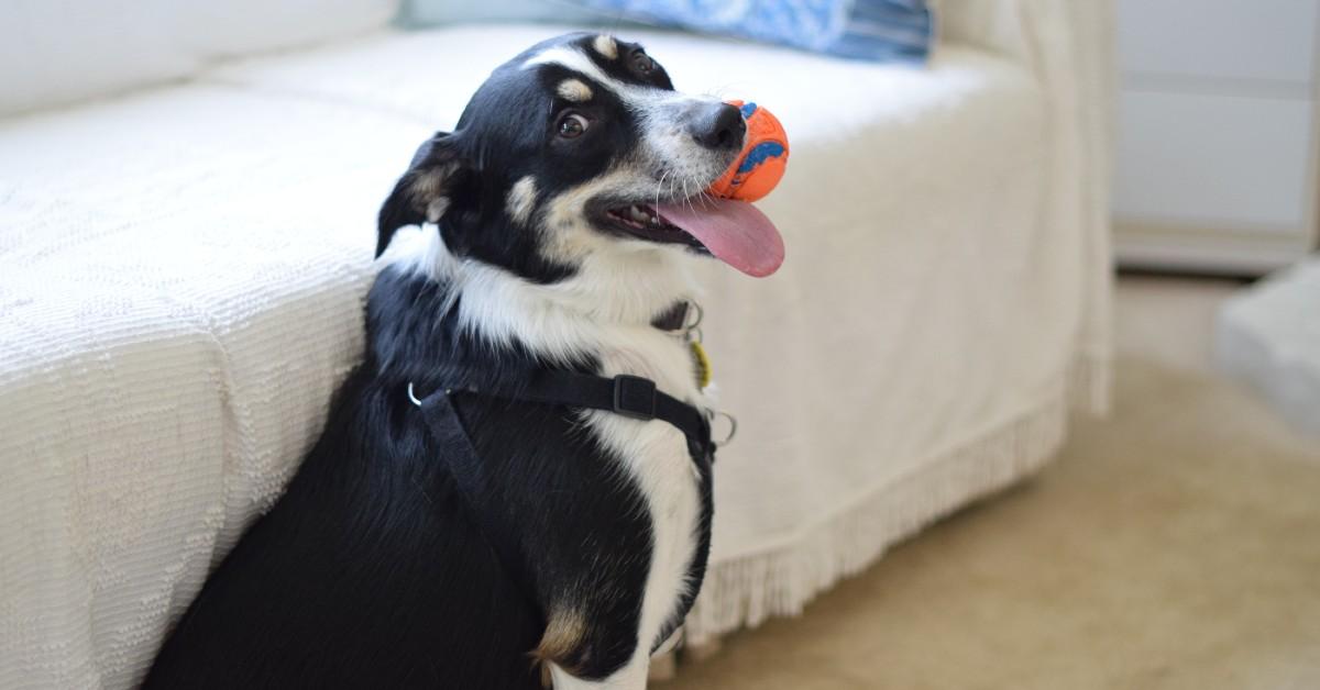 8 Easy Ways to Exercise Your Dog Indoors