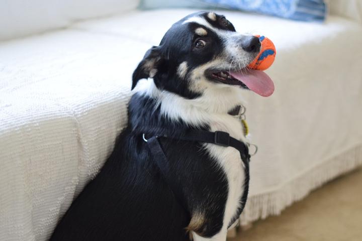 8 Easy Ways to Exercise Your Dog Indoors