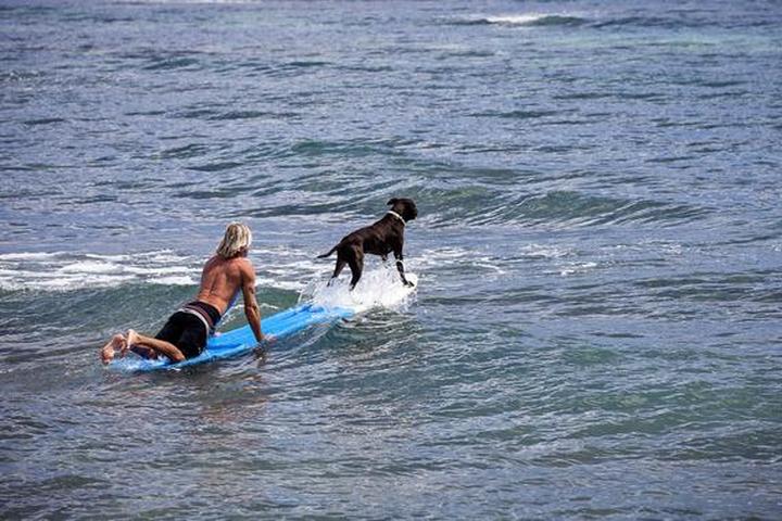 Surfer rides a wave with his dog on the front of the surfboard.