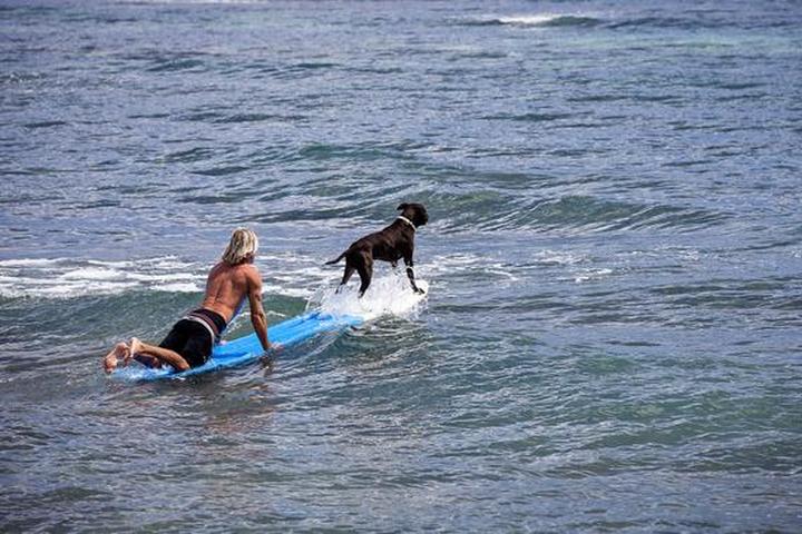 BringFido’s Ruff Guide to Hawaii