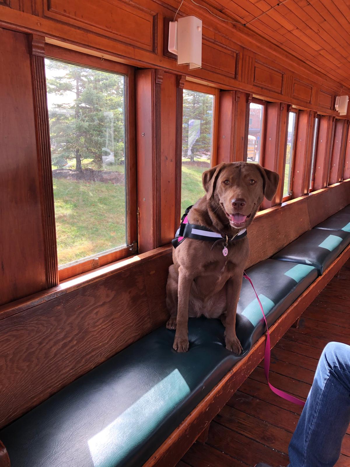 Large Dog Friendly Trains: Explore Pet Travel Options