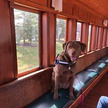 Large Dog Friendly Trains: Explore Pet Travel Options