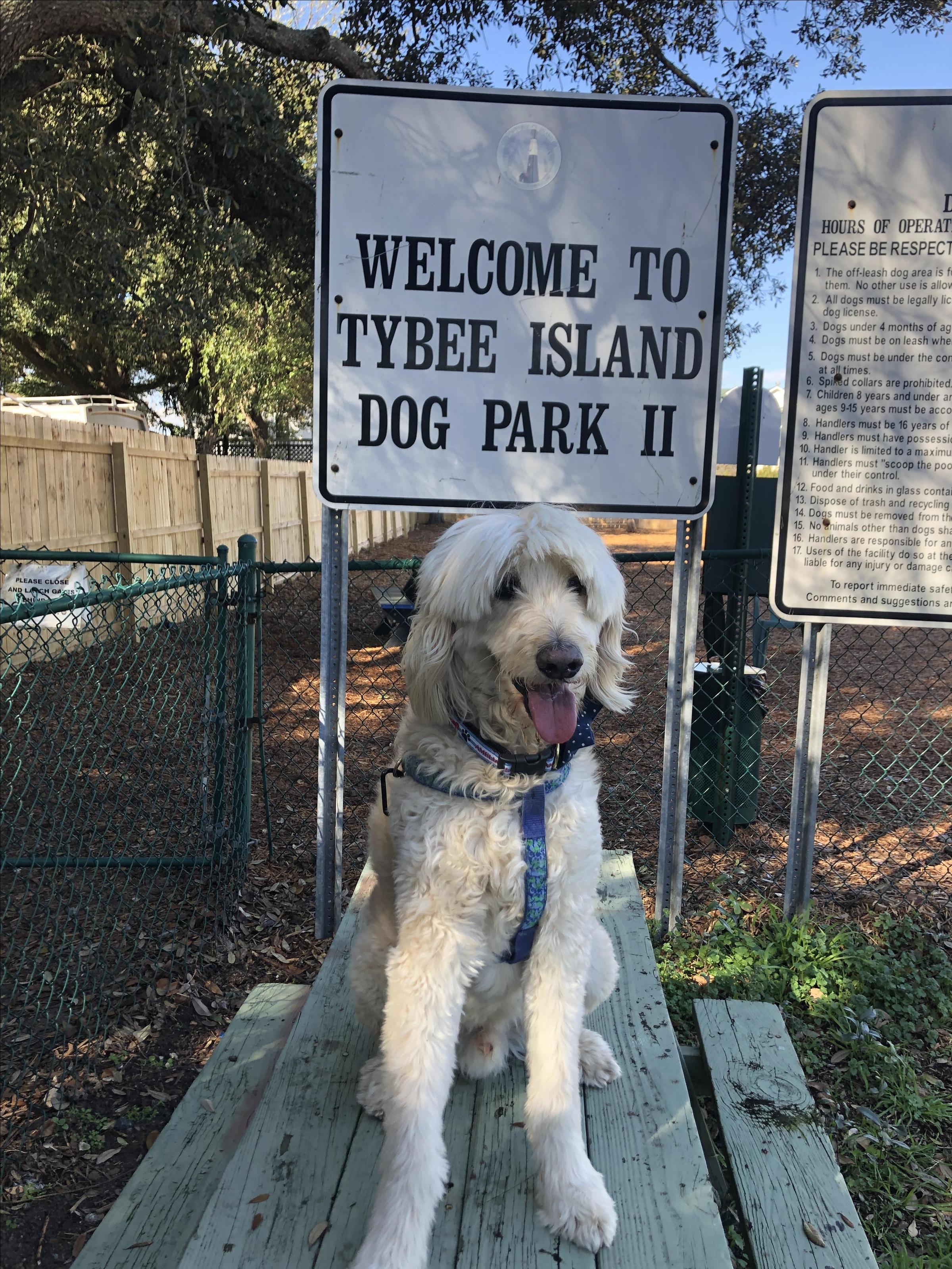 Zeke Tybee Island Dog Park 2 ⋆ BringFido