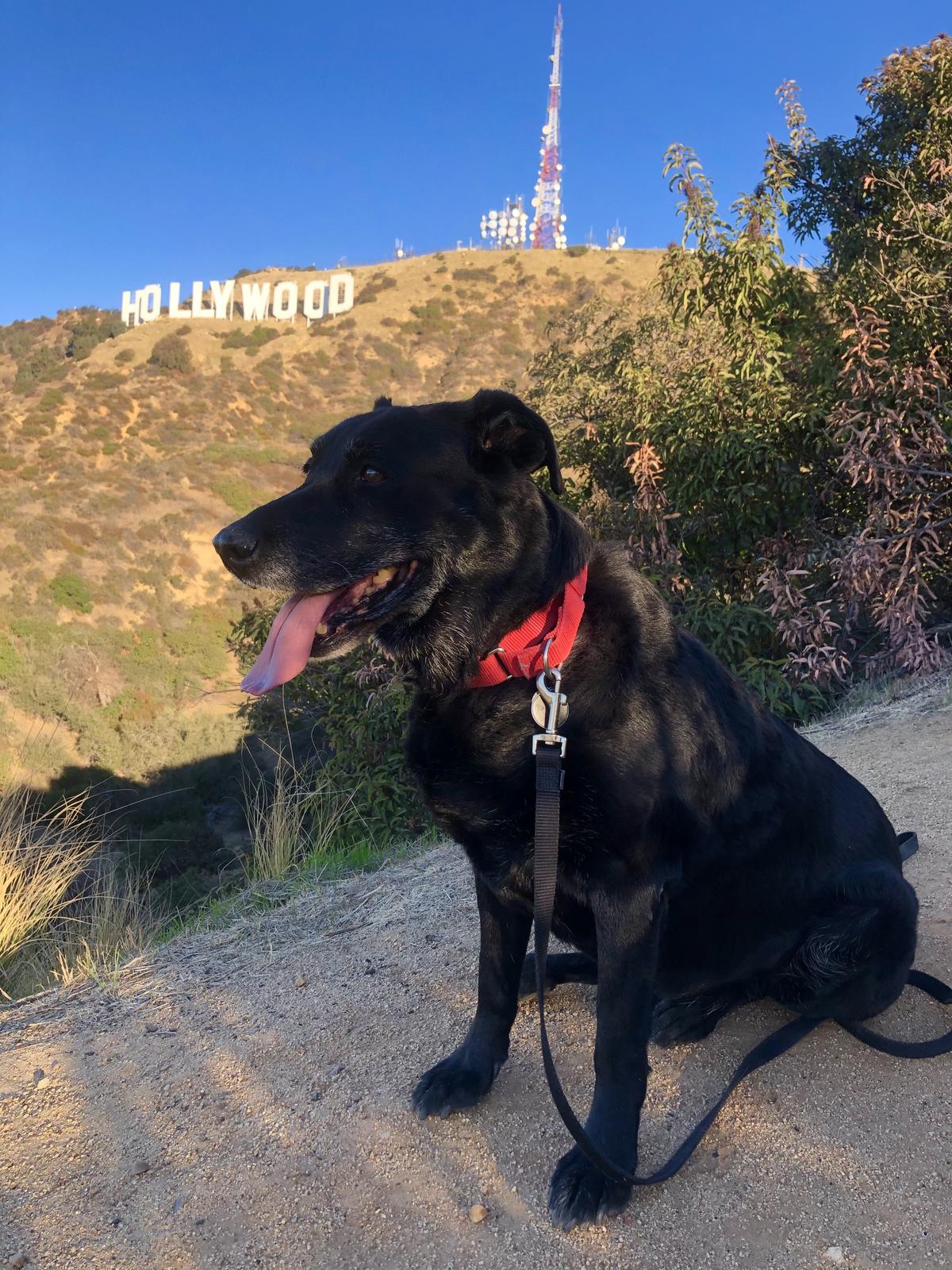 Off leash dog friendly hikes near me cheap