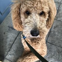 Abita Brew Pub restaurant view 2