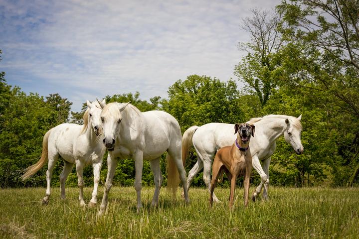 Great Dane dog stands in a field with white Arabian horses in a pasture.