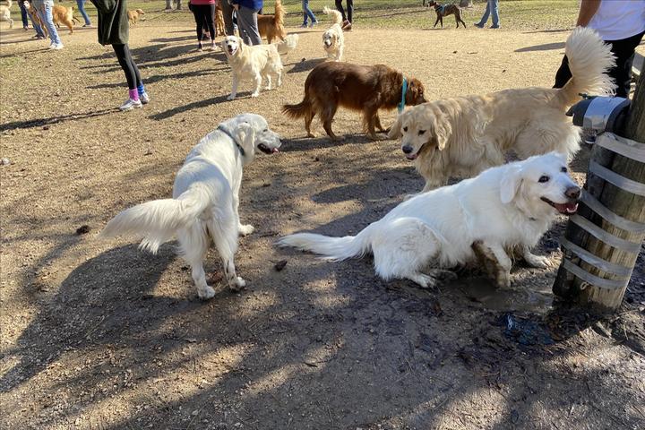 Pet Friendly Dog Park at Burroughs Park