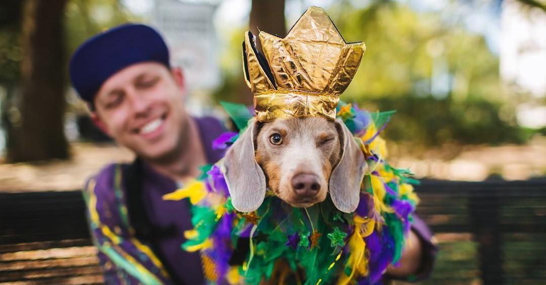 Mardi Paws 2021: How to Celebrate Safely in New Orleans