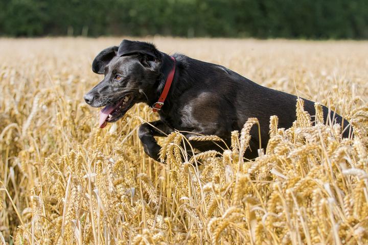 Black Lab leaps through field in Nebraska.