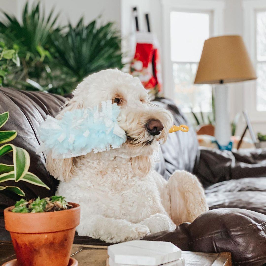 “Maybe if I Swiffer I will earn me extra treats.”