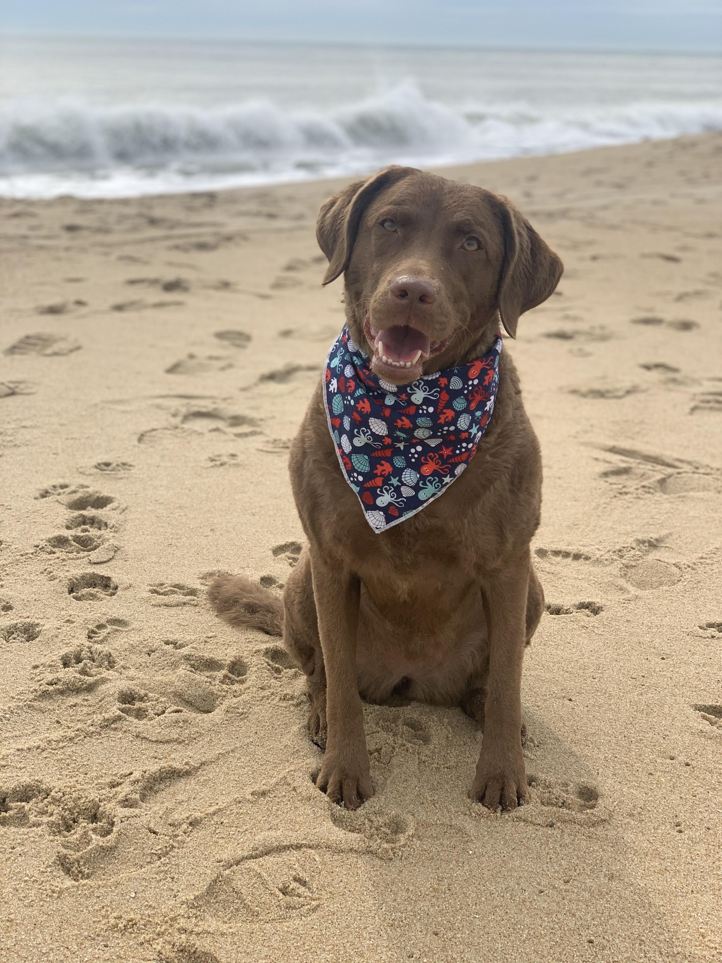 are dogs allowed at fenwick island state park