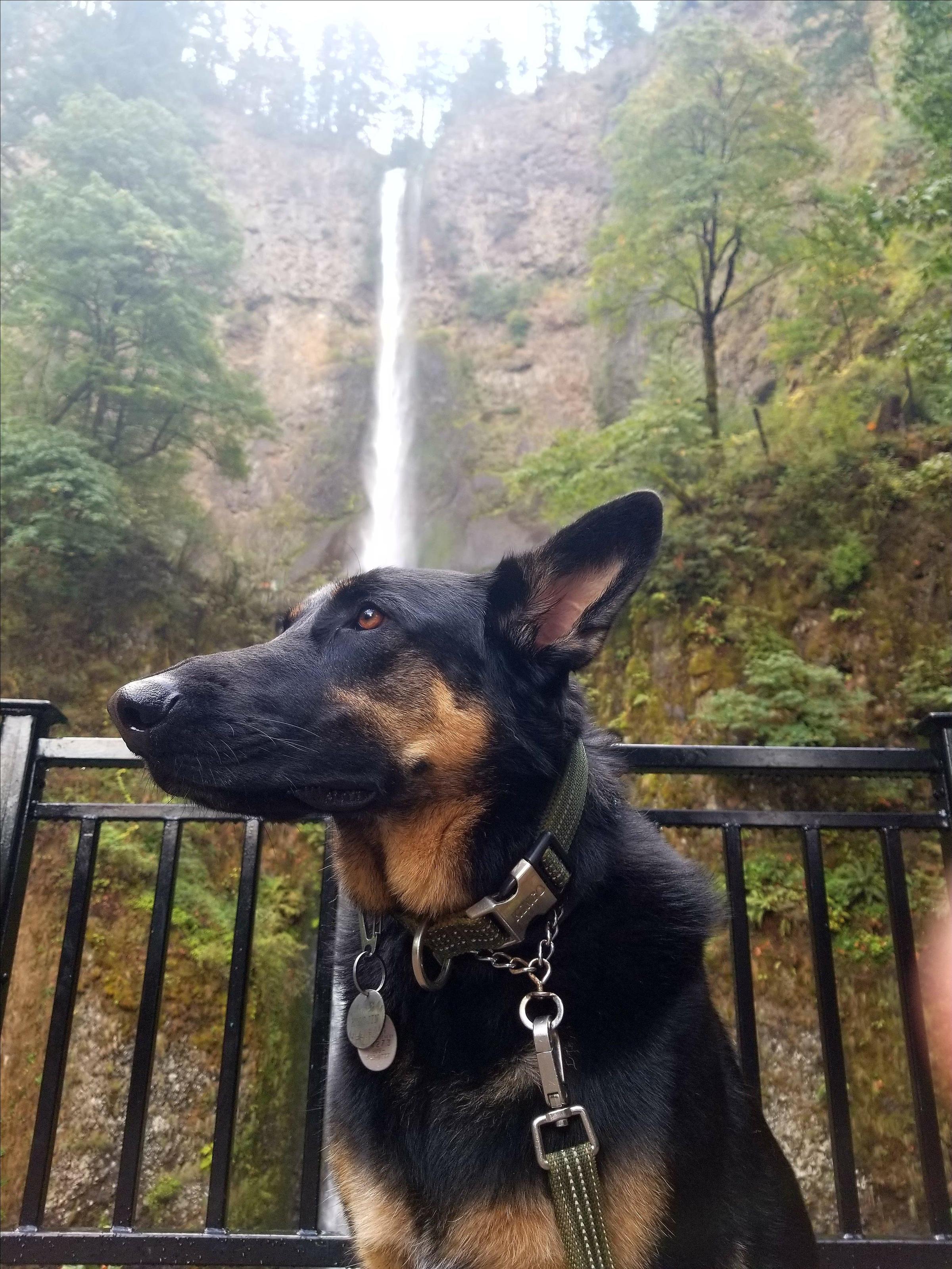 Pet Friendly Dog Mountain Trail