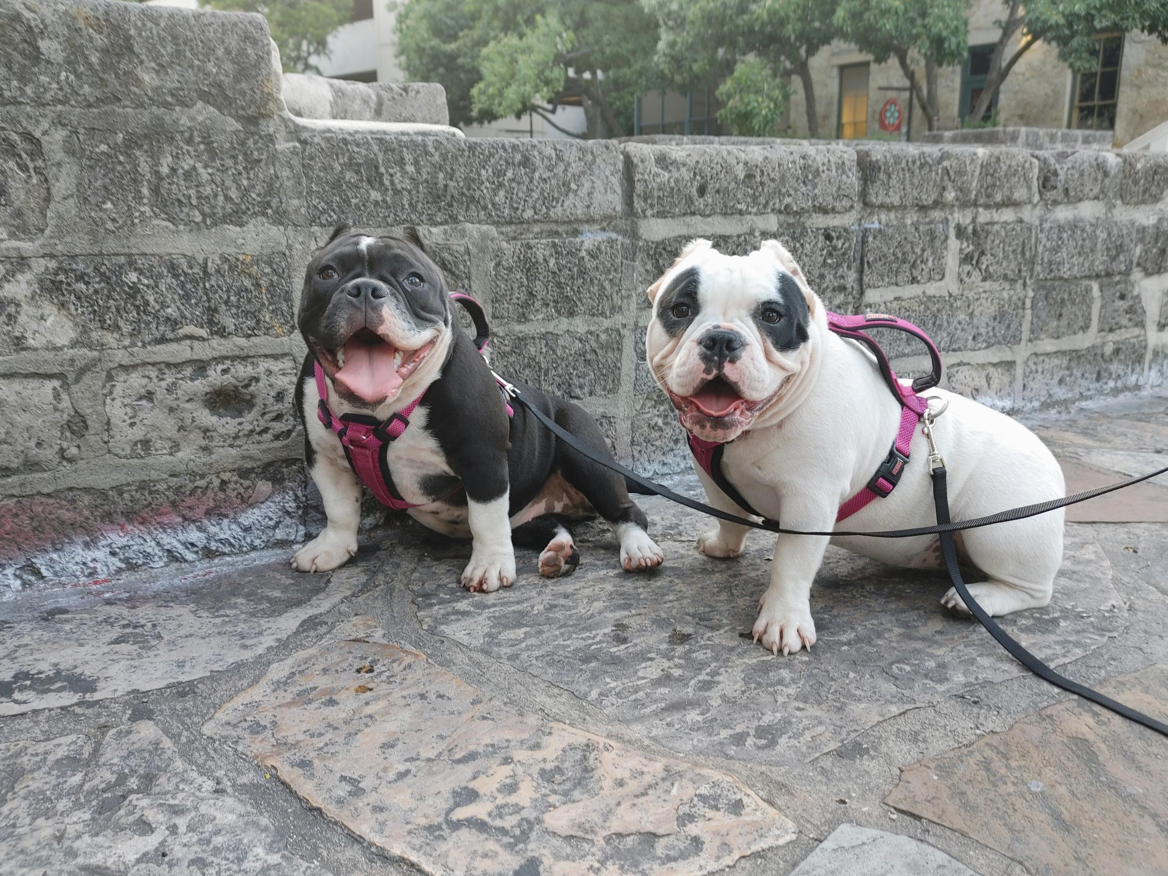 Pet Friendly San Antonio River Walk