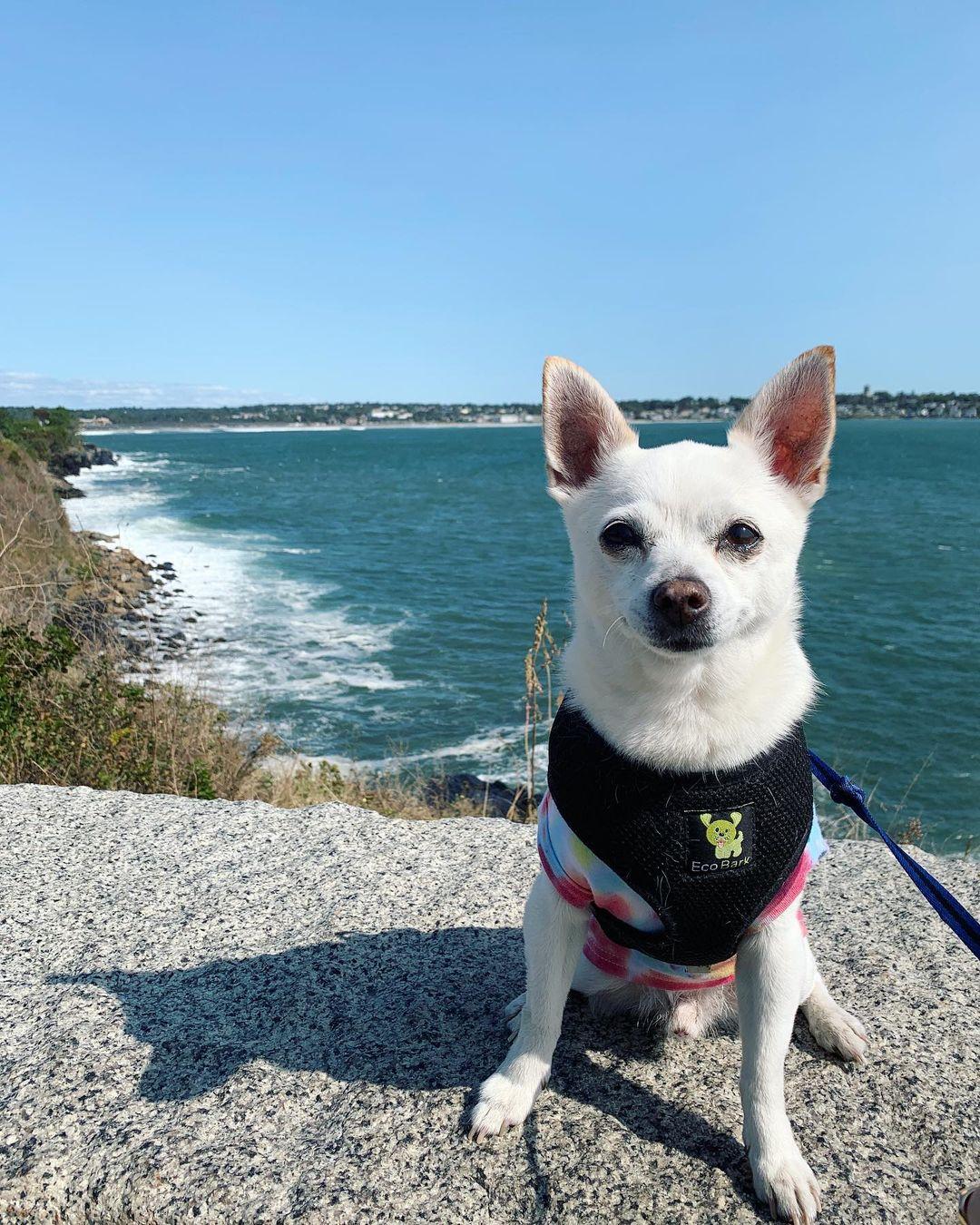 Dog Friendly Hiking Trails in Fall River MA BringFido