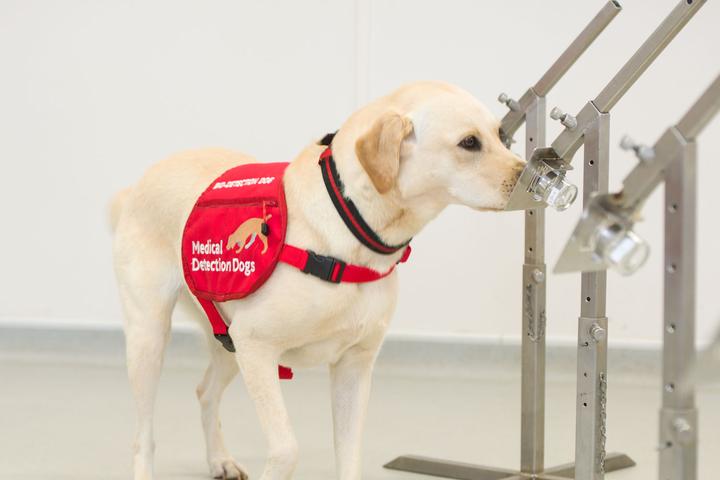 White dog training to detect Covid-19 in Miami.