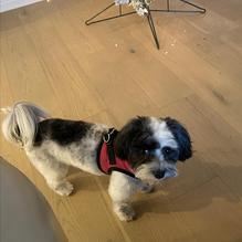 Gennaro's Trattoria restaurant view 1