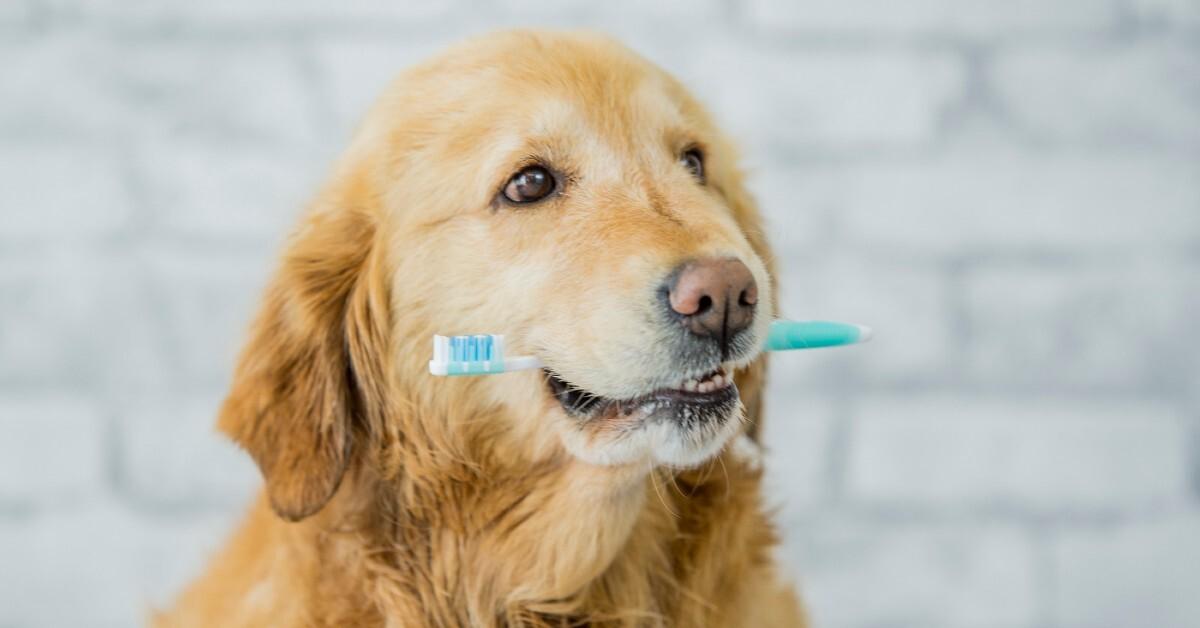 How to Take Care of Your Dog’s Teeth