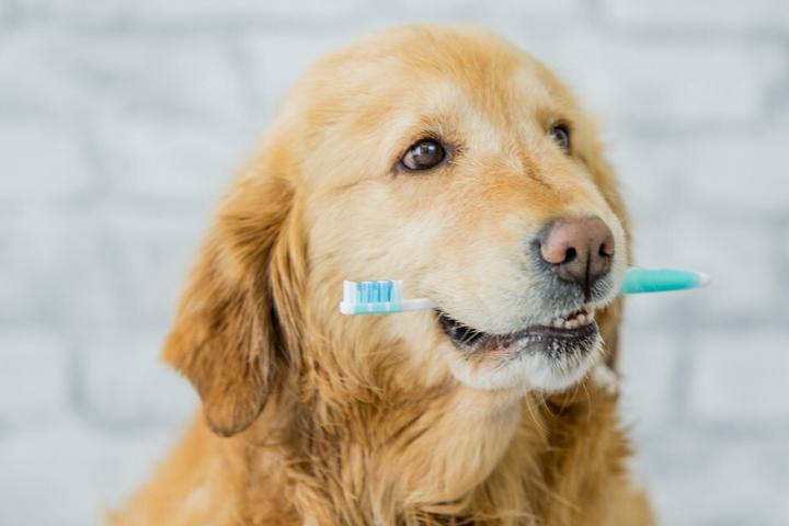 How to Take Care of Your Dog’s Teeth