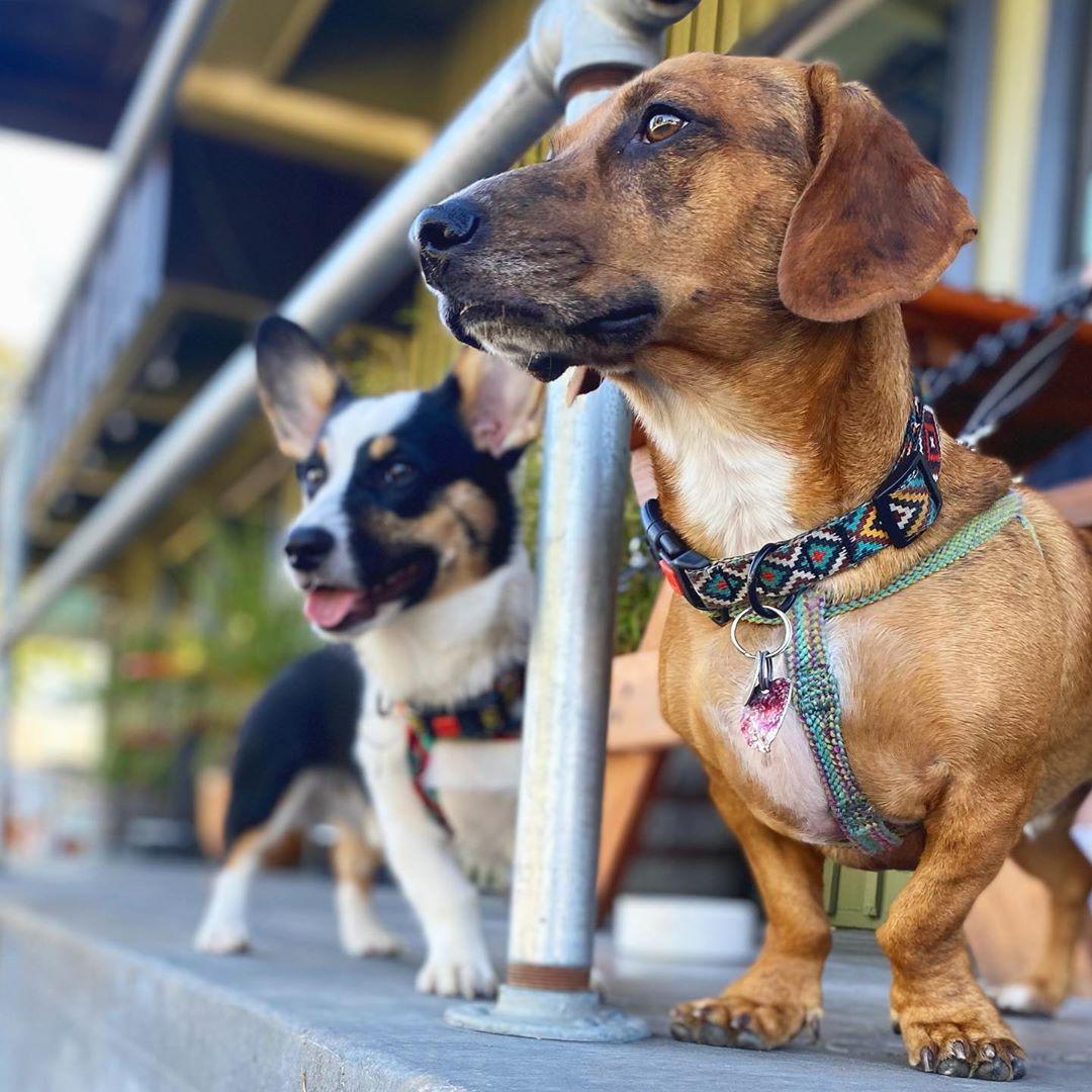 Rye restaurant view 1