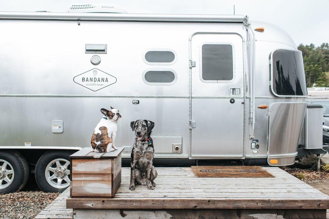 Pet-Friendly Airstream Rentals for Glamping With Your Dog
