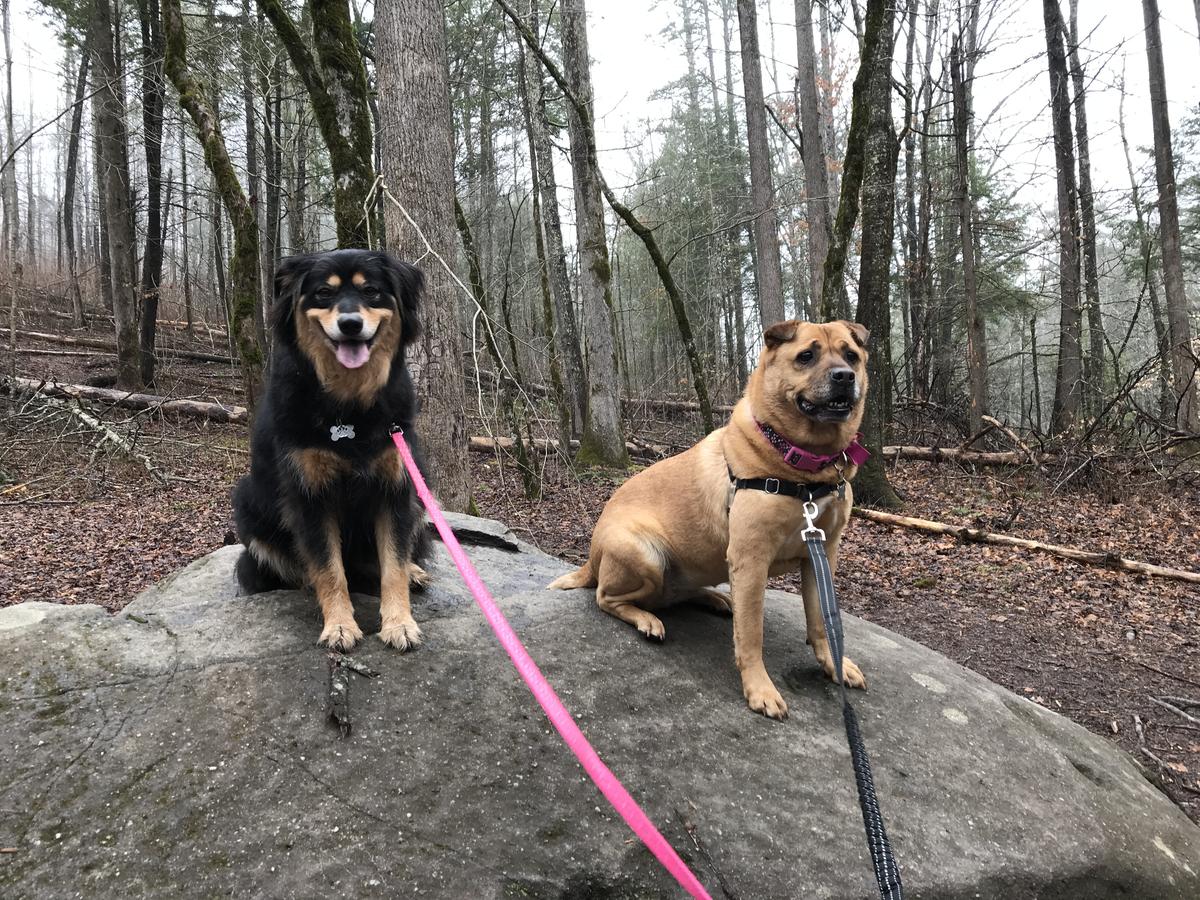 Good dog discount hikes near me