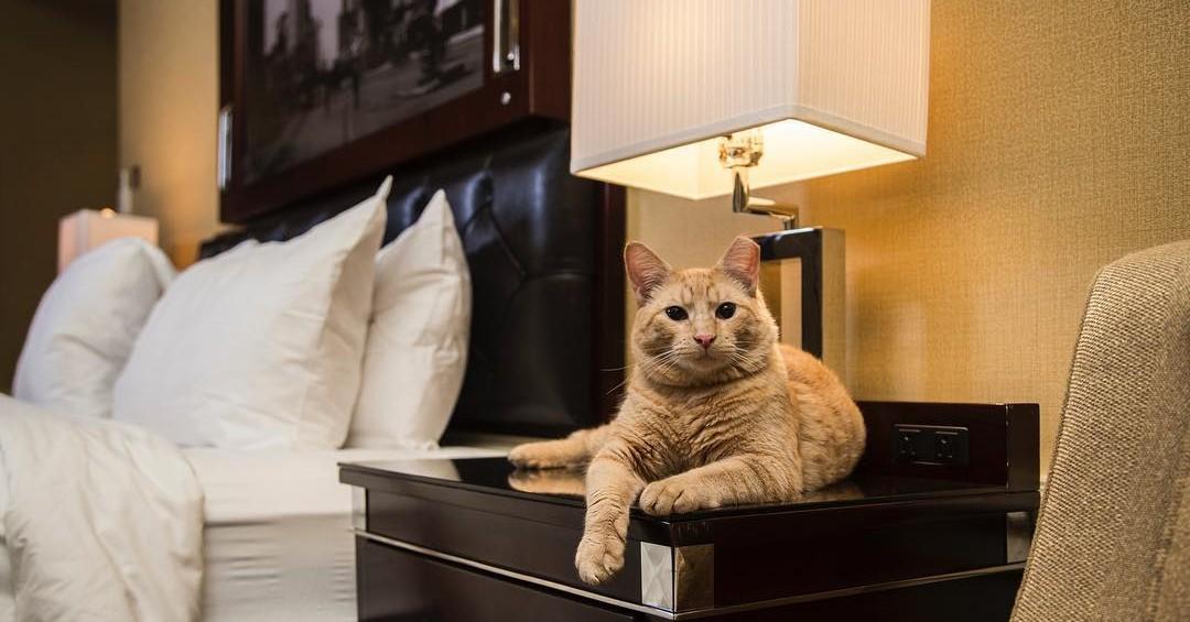 10 "Purrfectly" Cat-Friendly Hotels and Vacation Rentals