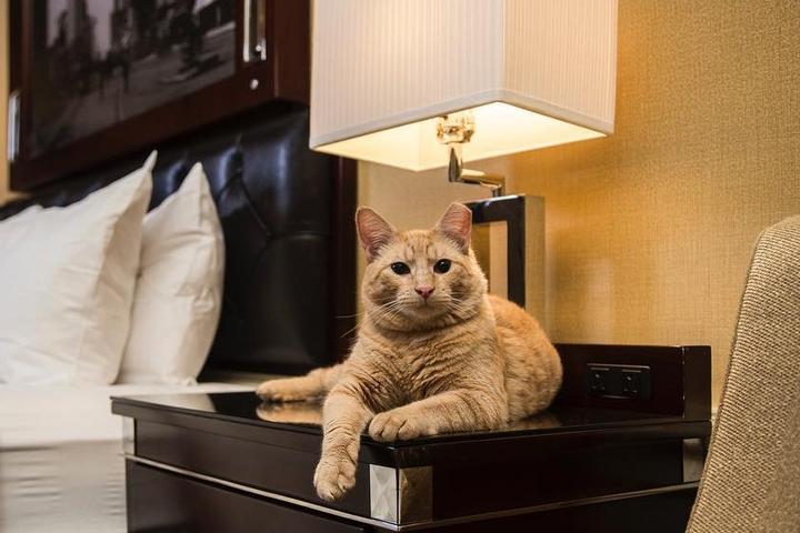 10 "Purrfectly" Cat-Friendly Hotels and Vacation Rentals
