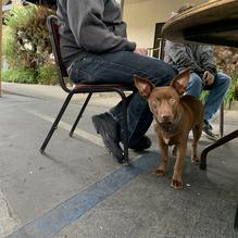 Mel & Faye's Diner restaurant view 1