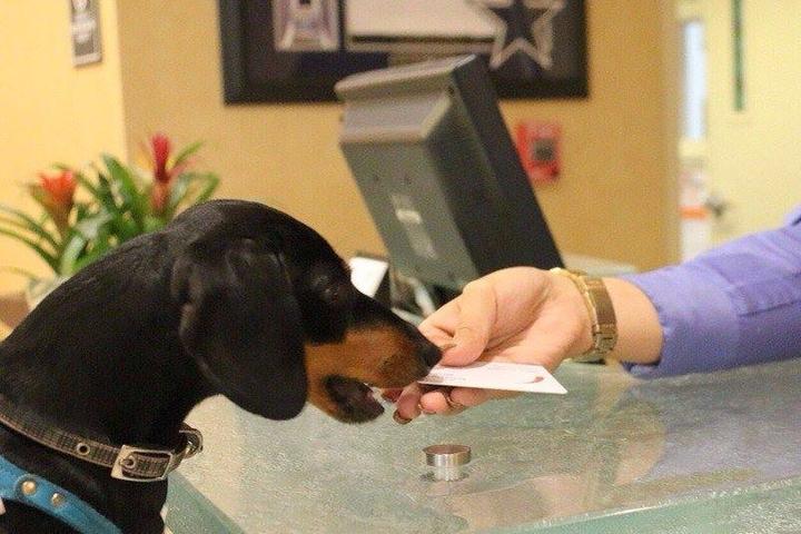 A cute Dachshund checks in at a dog-friendly hotel.